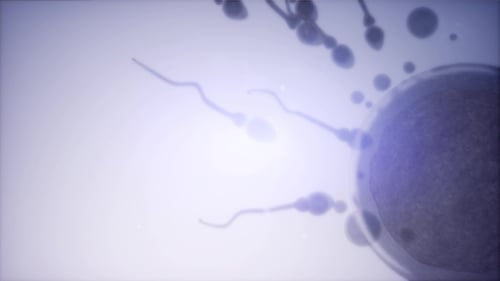 Sperm and Egg Cell