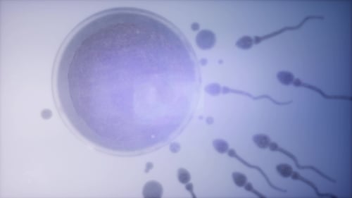 Sperm and Egg Cell