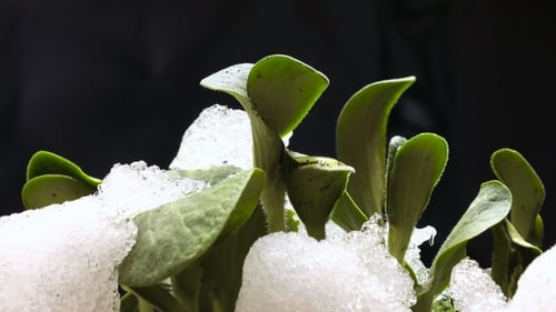 Green Plants Emerging From Melting Snow in Time-Lapse