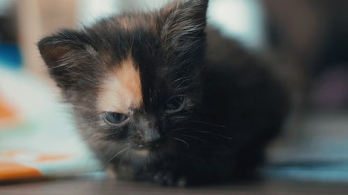 Sweet Kitten Sitting on a Blanket Inside