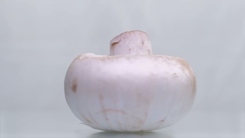 Los champiñones giran sobre un fondo blanco.