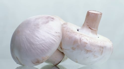 Les champignons tournent sur un fond blanc.