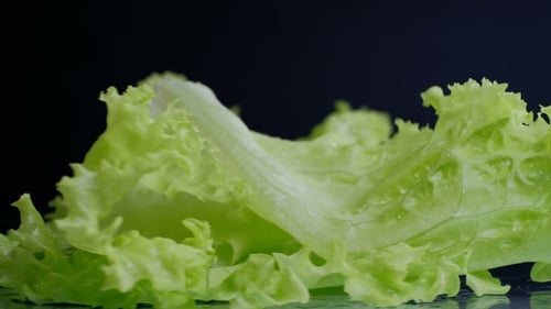 Fresh Green Lettuce in Close Up on Black