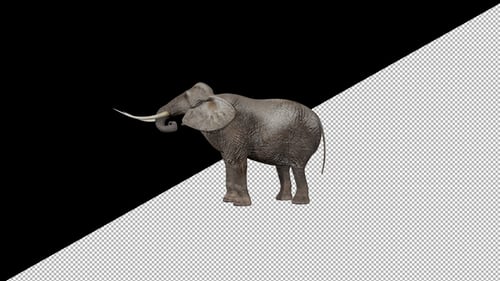 Realistic 3D Elephant Trunk Motion Alpha Channel Loop