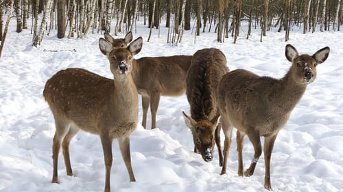 A Herd of Sika Deer