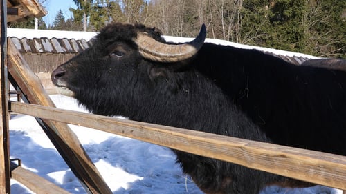 African Buffalo Behind The Fence on The Farm