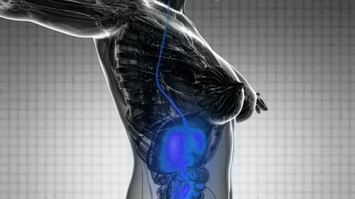 Human Body with Visible Digestive System
