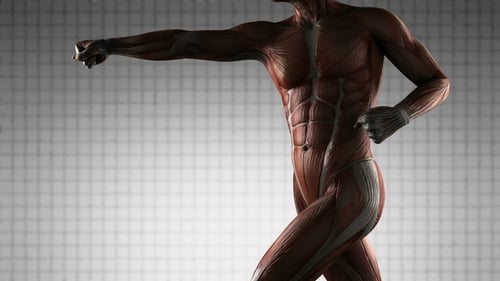 3D Rotating Human Muscular System Anatomy Animation