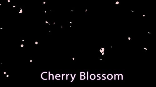 Cherry Blossom