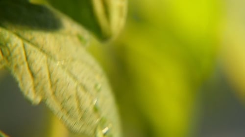 Sparkling Drops of Rain Slide on Small Leaves of a Green Twig on a Sunny Day in Spring