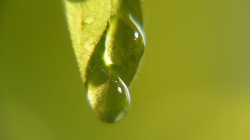 Strahlende Regentropfen hängen und fallen an einem sonnigen Tag im Frühling von einem senkrechten Blatt.
