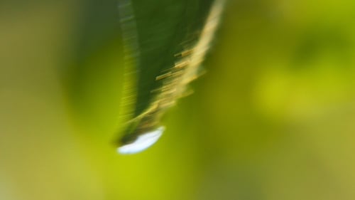 Radiant Raindrops Roll Along a Leaf in a Park Area on a Sunny Day in Spring