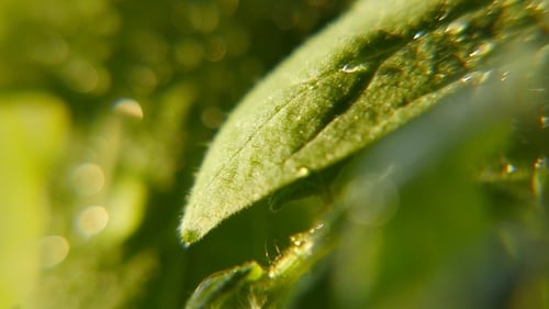 Dazzling Rainy Droplets Tumble on Green Leaves in a Park on a Sunny Day in Spring