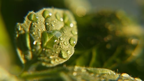 Sparkling Rainy Drops Fall on Green Leaves in a Garden on a Sunny Day in Spring