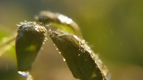 Rain Shower a Green Plant Twig Under the Sparkling Rays of a Sunny Day in Spring
