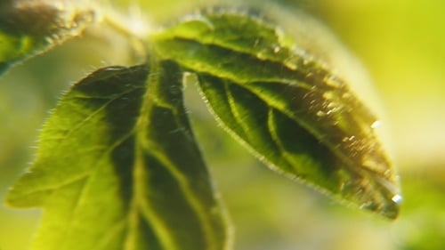 Brilliant Rainy Drops Dribble on Swaying Leaves in a Park on a Sunny Day in Spring