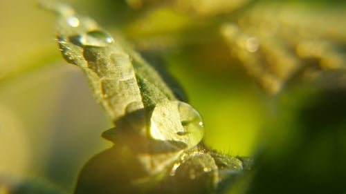 Drops of Dew Appear Suddenly on a Green Leaf in a Garden on Sunny Day in Spring