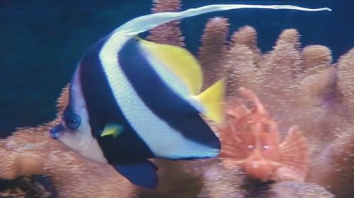 Tropical Fish, Isolated Stripes on Shiny Silver Fish, Ocean Nature