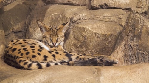 Belle Serval Dormir