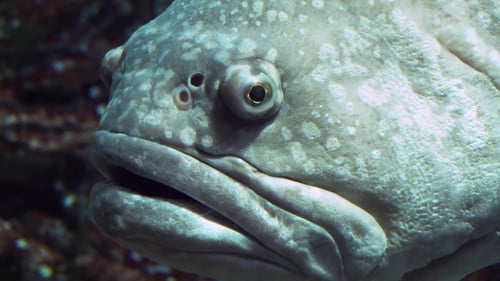 Extreme Close Up of a Grouper Fish Face