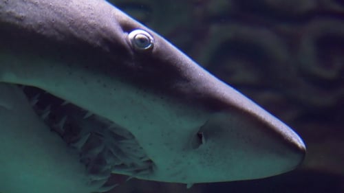 Ragged-tooth Shark while Swimming Past