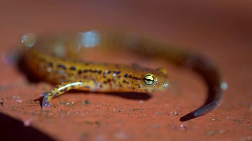 Small Spotted Salamander Close Up