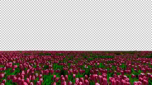 Animated Field of Swaying Pink Tulips with Transparent Background