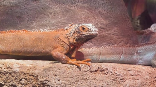 Iguana Frozen and Looks Into the Camera in