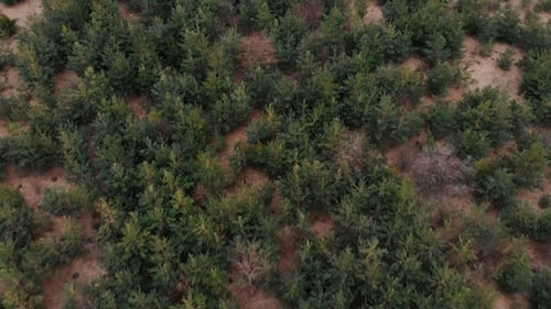 Aerial View From Drone of Forest with Green Trees. Shot Over the North European Wood. Cinematic