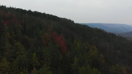 Aerial View From Drone of Forest with Green Trees. Shot Over the North European Wood. Cinematic