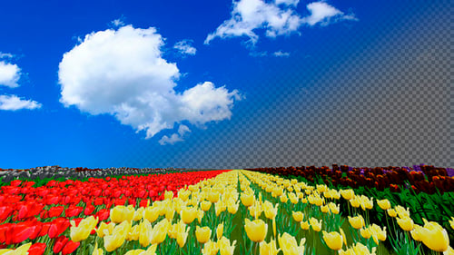 Tulip Field Background