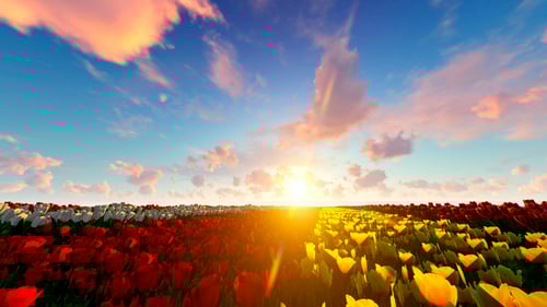 Sunrise Over Tulip Field