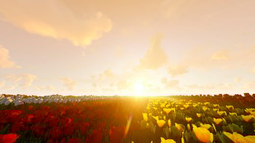 Flying Over a Field of Colorful Tulips at Sunset
