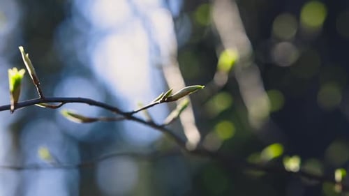 Schwenk-Nahaufnahme eines dünnen Astes mit grünen Knospen im Sonnenlicht