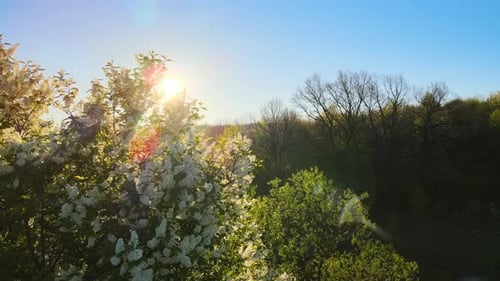 Luftaufnahme des blühenden Gartens mit weiß blühenden Bäumen im frühen Frühling bei Sonnenuntergang