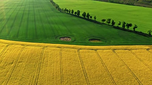Half green and yellow field at spring in countryside.