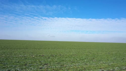 Flying Over Spring Green Wheat Field