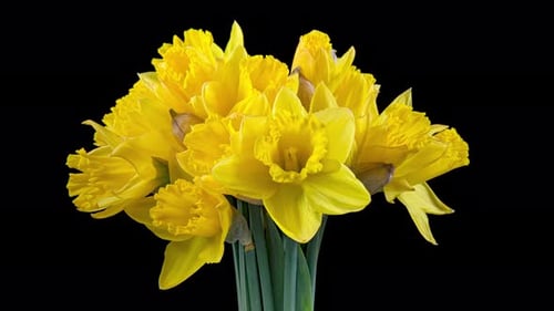 Blooming Yellow Daffodils Time Lapse on Black Background