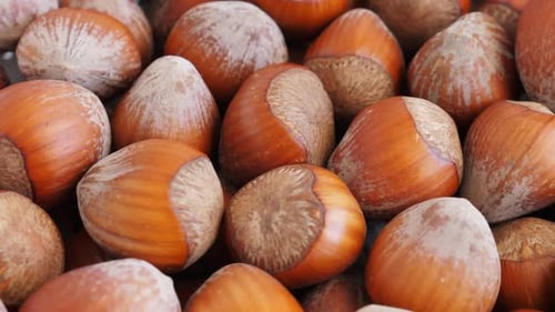 Close Up of Delicious Shelled Hazelnuts