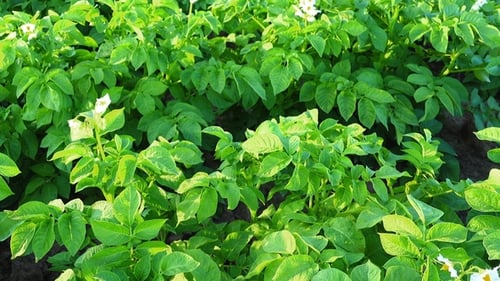 Blooming Potato Field