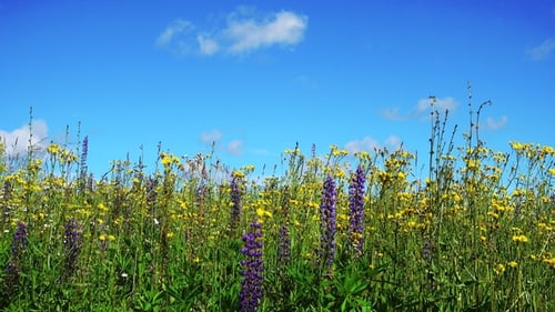 Wildflower Meadow with Blue Sky in Spring