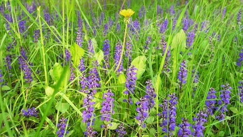 Beautiful Field with Blue and Yellow Flowers and Grass