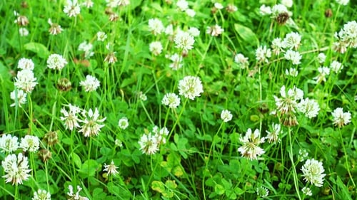 Campo de flores de trébol blanco. Campo de trébol en el jardín.