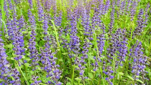 Beautiful Summer Field with Blue and Purple Flowers and Grass