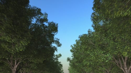 Travelling Along Forest Road