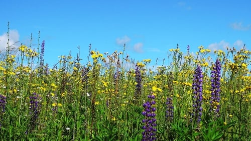Landscape with Flowers and Blue Sky