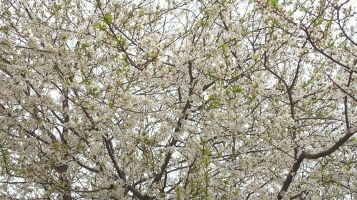 Blooming White Flowers on a Tree Branch