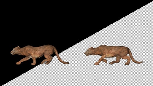 Cougar - Puma Hunt Walk