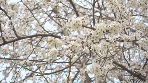 White Blossoms Blooming on Tree Branches in Springtime