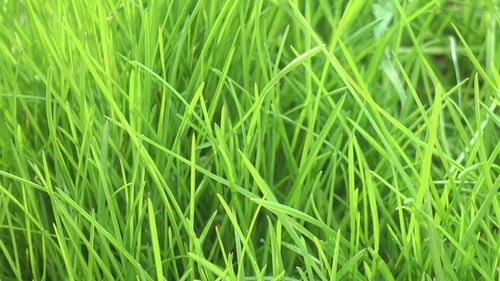 Green Grass Lawn in Garden